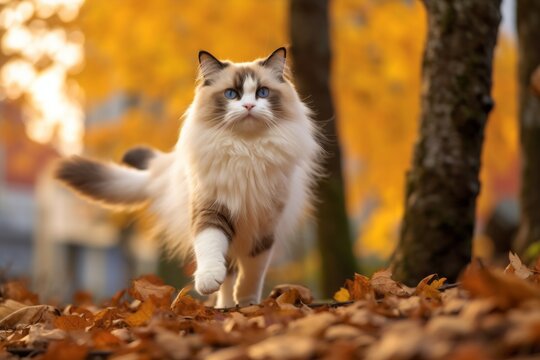 Full-length portrait photography of a funny ragdoll cat playing against an autumn foliage background. With generative AI technology
