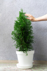 A hand strokes the coniferous foliage growing at home in a pot of thuja