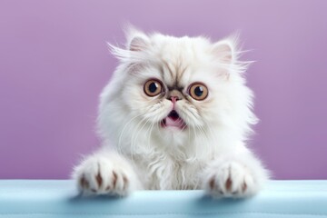 Close-up portrait photography of a funny persian cat kneading with hind legs against a pastel or soft colors background. With generative AI technology