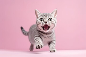Lifestyle portrait photography of a happy american shorthair cat pouncing against a pastel or soft colors background. With generative AI technology