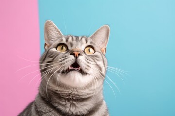 Fototapeta premium Lifestyle portrait photography of a smiling american shorthair cat back-arching against a pastel or soft colors background. With generative AI technology