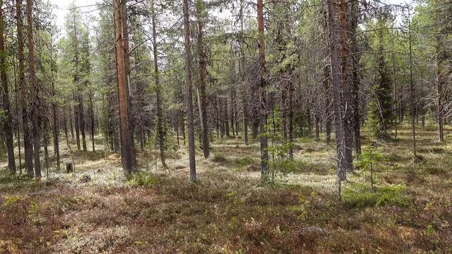 Arjeplog, Sweden A view of the boreal forest and forest floor. 