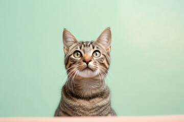 Group portrait photography of a funny tabby cat exploring against a pastel or soft colors background. With generative AI technology