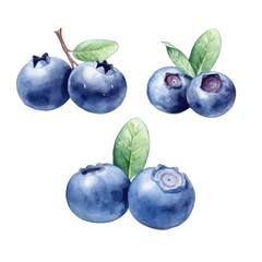 Watercolor Style Cut-off Blueberry Illustration