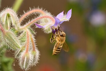Biene an Borretsch