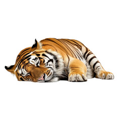Fototapeta na wymiar tiger sleep isolated on transparent background cutout 