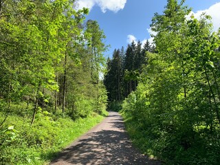 Fototapeta na wymiar Waldweg in Gattikon / Thalwil im Sihlwald - Wald im Kanton Zürich, Schweiz