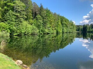 waldweiher von thalwil, - thalwiler waldweiher im sihlwald, bei gattikon,- Schweiz