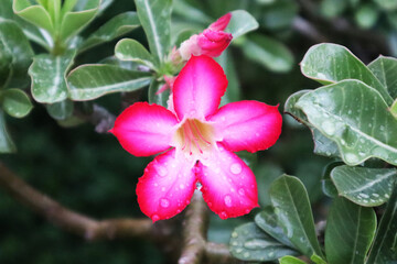 pink and white orchid