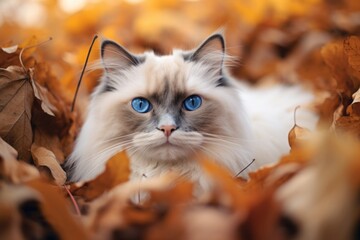 Naklejka na ściany i meble Close-up portrait photography of a cute ragdoll cat exploring against a rich autumn landscape. With generative AI technology