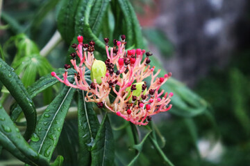 red and yellow flower