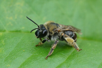 Closeup n a female longhorn solitary bee, Eucera, sitting on a green leaf