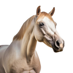 portrait of a horse isolated on transparent background cutout 