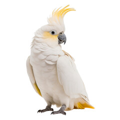 white parrot isolated on transparent background cutout 