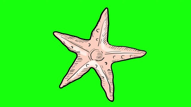 Animated Hand Drawn Sea Star Isolated on Green Screen Nature Sea or Summer Vacation Creative Design Element Glowing Neon Style Vintage Seashell Element Sea Star Shell Motional Sea Element