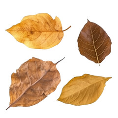 autumn leaf isolated on transparent background cutout 