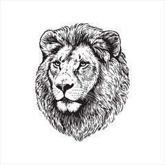 Lion head vector illustration, engrave isolated