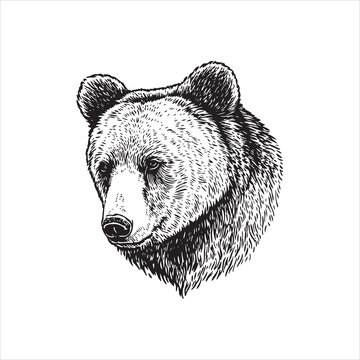 Bear head vector illustration, engrave isolated