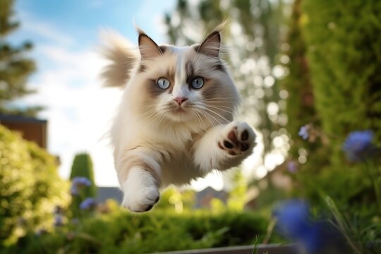 Environmental portrait photography of a cute ragdoll cat leaping against a beautiful nature scene. With generative AI technology
