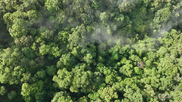 Tropical forests can absorb large amounts of carbon dioxide from the atmosphere.