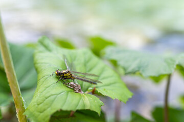 Fototapeta na wymiar Häutende Libelle auf einem Blatt neben einem See im Nationalpark Plitvicer Seen