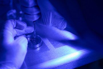 Genetic laboratory worker adding samples of cells to object plate