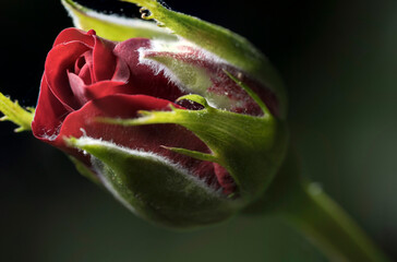 red rose czerwona róża
