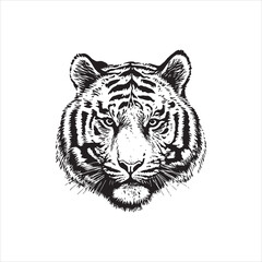 Tiger head vector illustration, engrave isolated