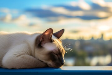 Environmental portrait photography of a cute siamese cat sleeping against a stunning skyline. With generative AI technology