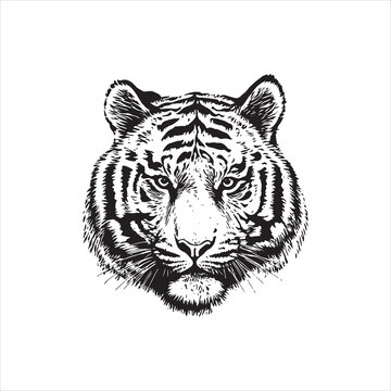 Tiger head vector illustration, engrave isolated