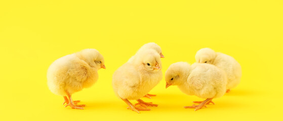 Cute little chicks on yellow background