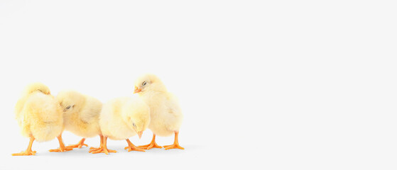 Cute little chicks on light background with space for text © Pixel-Shot