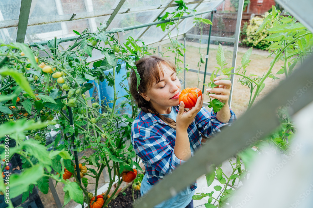 Wall mural Young woman sniffing just picked ripe red beef tomato in green house farm. Harvest of tomatoes. Urban farming lifestyle. Growing organic vegetables in garden. The concept of food self-sufficiency.