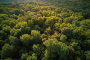 aerial view of forest with drone, showcasing the greenery and natural beauty, created with generative ai