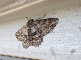 Ascotis selenaria, A member of the skipper butterfly family with a gray-brown background, brown...