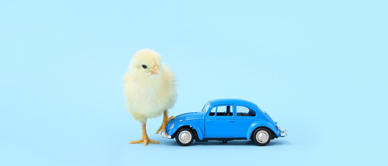 Cute little chick and toy car on light blue background
