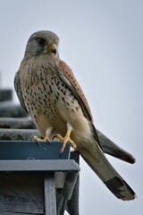 	
Falco tinnunculus aka commont kestrel is sitting on the roof in residential area. Very nice coloured bird of prey, quite common in Czech republic. Tiger pattern coloured body. Beak with blood.