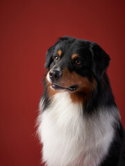 dog Australian Shepherds, Aussies in the studio on a red background. Pet indoors - obrazy, fototapety, plakaty