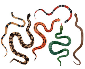 Naklejka premium Watercolor Snakes top view illustration big set. Isolated on transparent background. Watercolour reptile collection