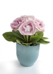 pink flowers of gloxinia potted plant close up