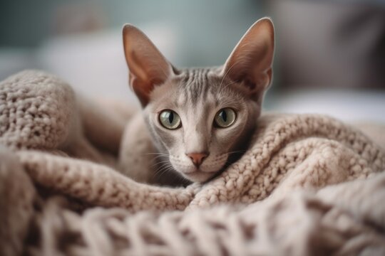 Lifestyle portrait photography of a cute oriental shorthair cat sprinting against a cozy blanket. With generative AI technology