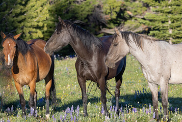 Wild Horses in Summer in the Pryor Mountains Montana