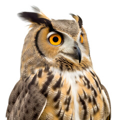 Fototapeta premium great horned owl isolated on transparent background cutout