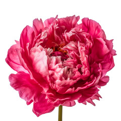 red carnation flower isolated on transparent background cutout