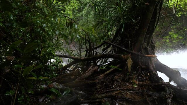 Neluwa Doowili Ella Falls. Sinharaja Forest Reserve. Sri Lanka. UNESCO.