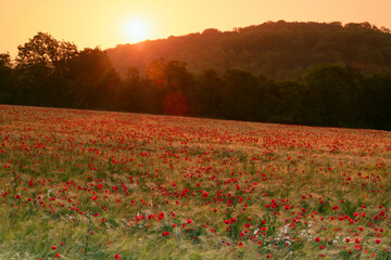 Poppies fields in the hills of the Vexin Regional nature park