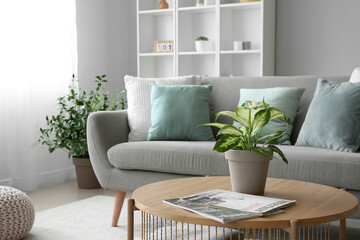 Houseplant and magazines on wooden coffee table in interior of living room