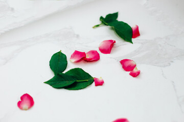 Petals of pink roses on a white background with a place for text.