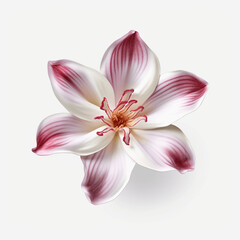 Fototapeta na wymiar Lokelani flower white and magenta png transparent background v4