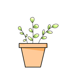 Flower plants in a pot